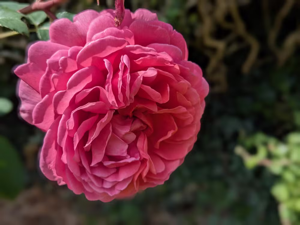 Oxford Botanic Garden, Oxford, June 2025