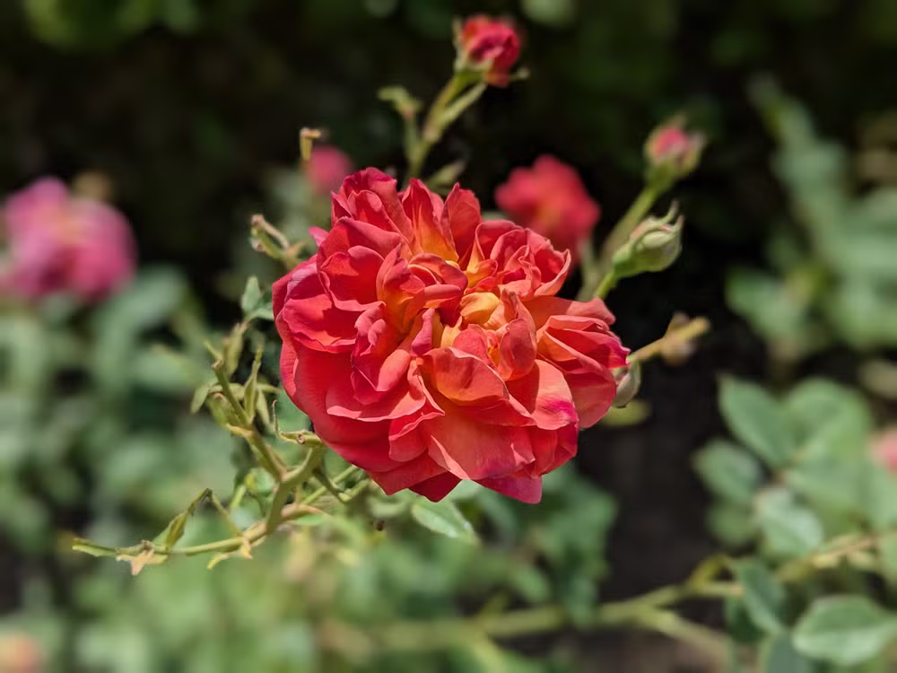 Oxford Botanic Garden, Oxford, June 2025
